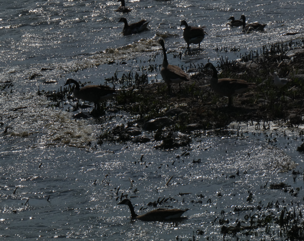 Canada Geese