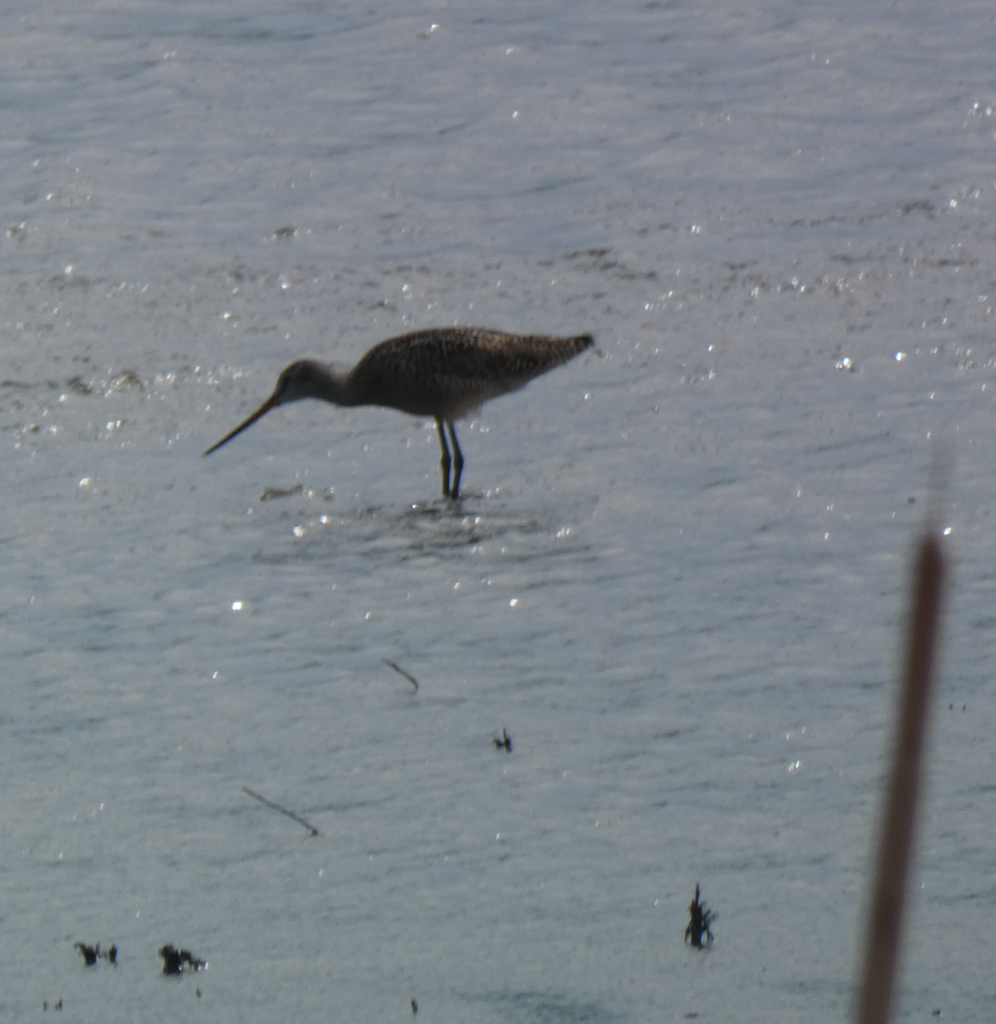 Godwit