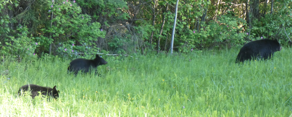 Black bear family along the Alaska Highway