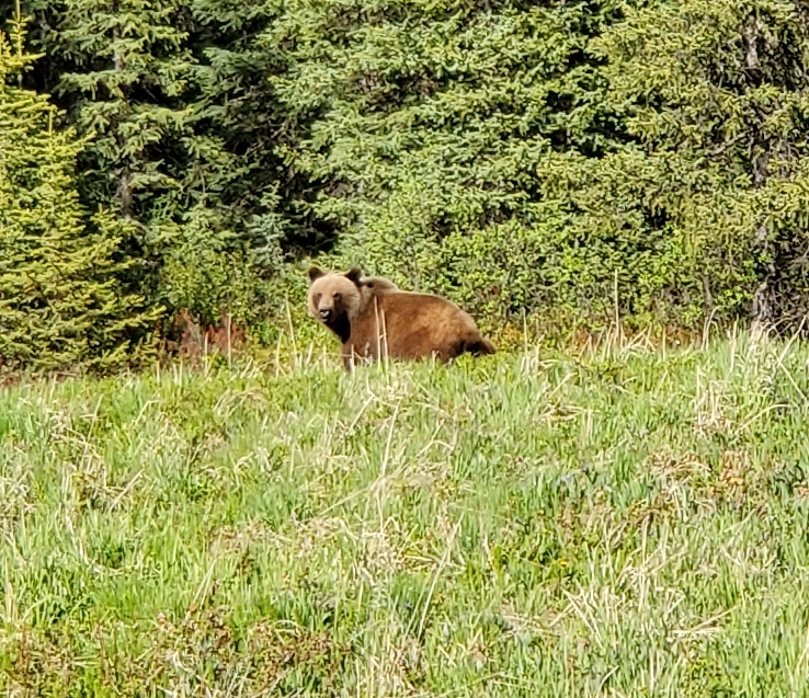Grizzly bear along the Alaska Highway