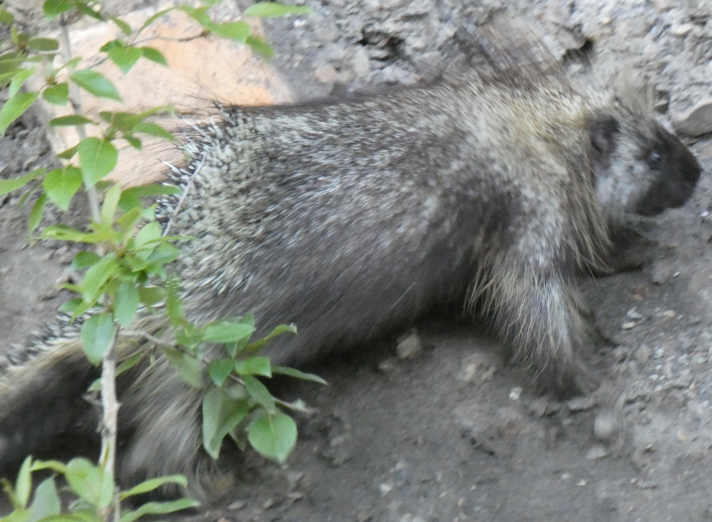 Porcupine along the road