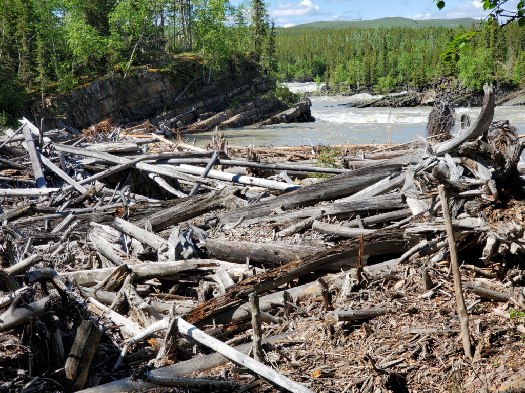 Flood stranded wood at Whirlpool Canyon