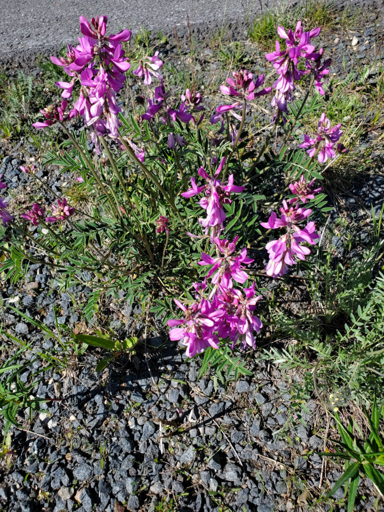 Fireweed -- the emblematic flower of Alaska
