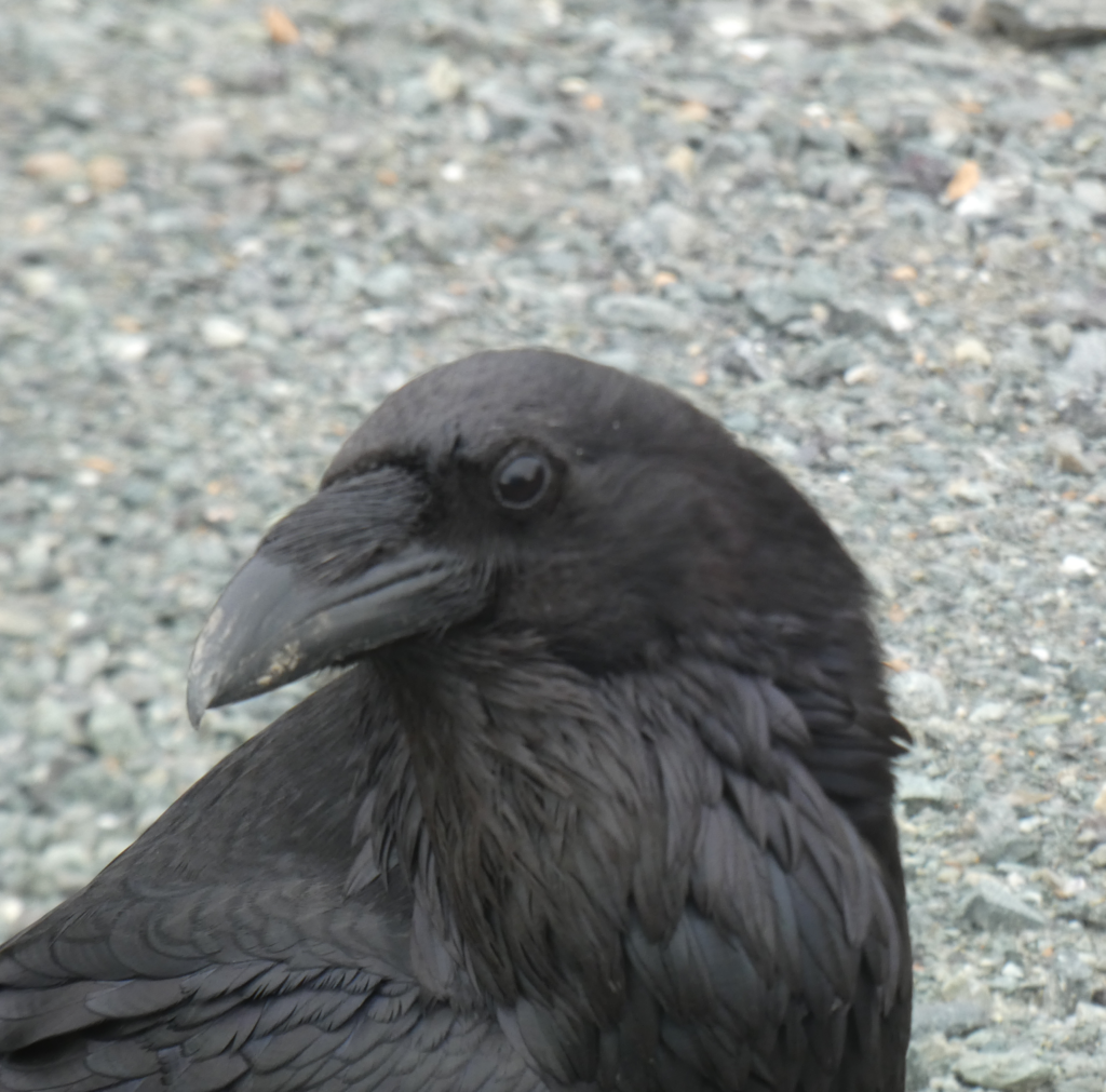 "I'm a raven. I'm smart. I know you have food in that car. Give!"