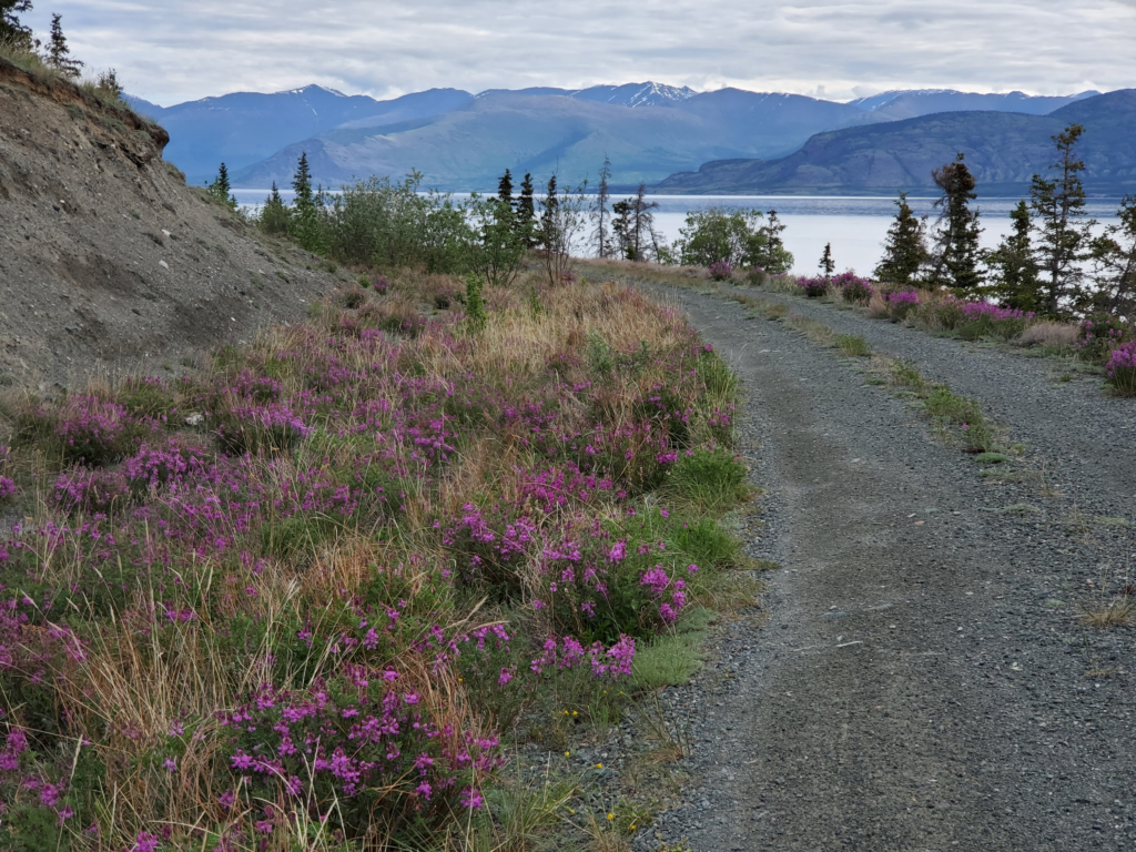 Old alignment of Alaska Highway right along Kluane lakeshore.