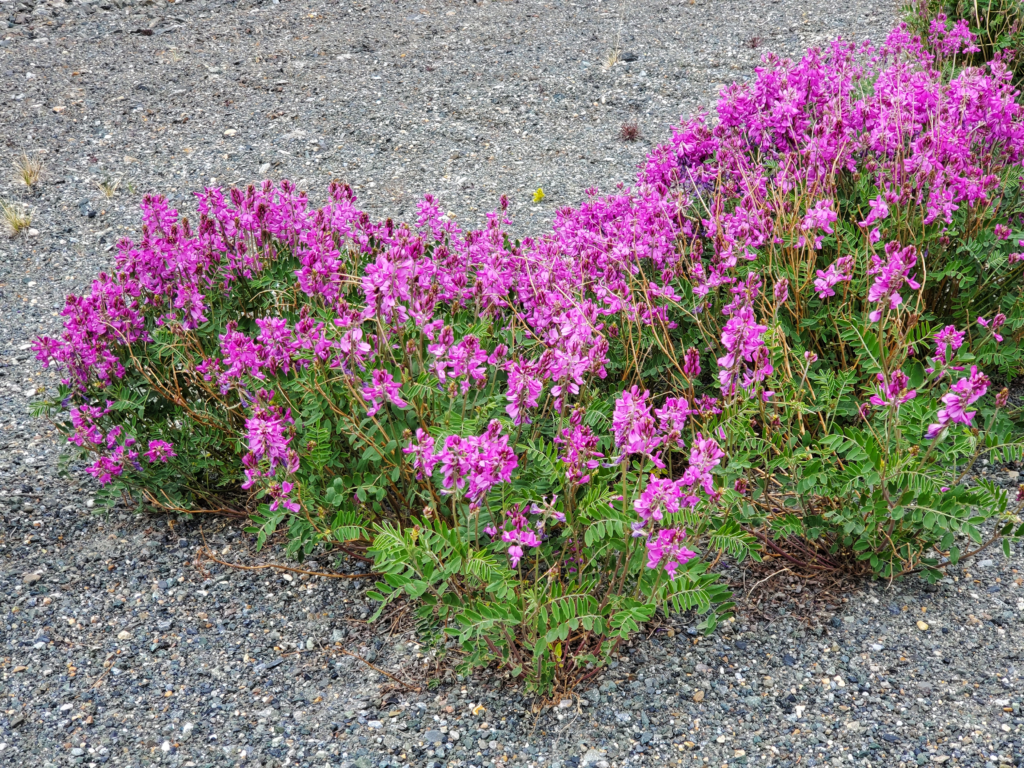 Thus far unidentified flowers growing prolifically in Kluane Lake gravel