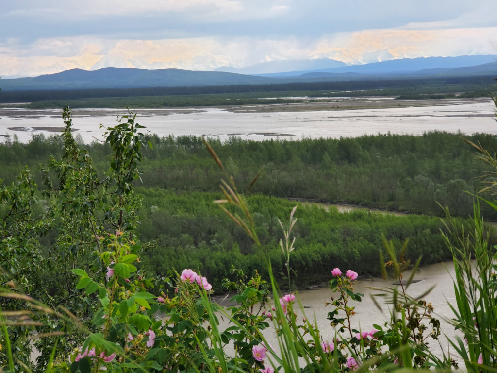 My first glimpse of the distant Alaska Range, seen across the Tanana River. The upper slopes of Denali are in the clouds.