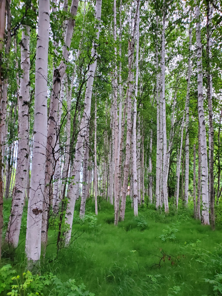 Birch forest along the Chena River.