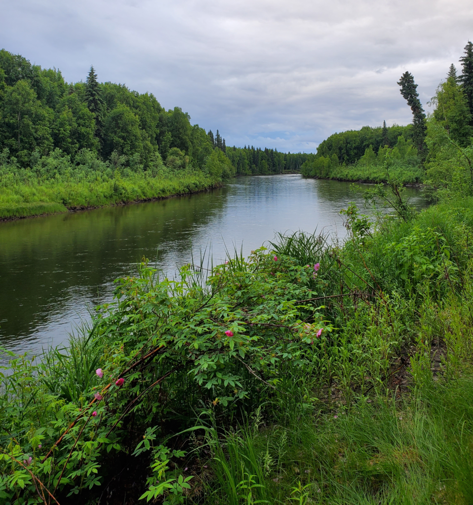 The placid Chena River can also be an angry torrent.