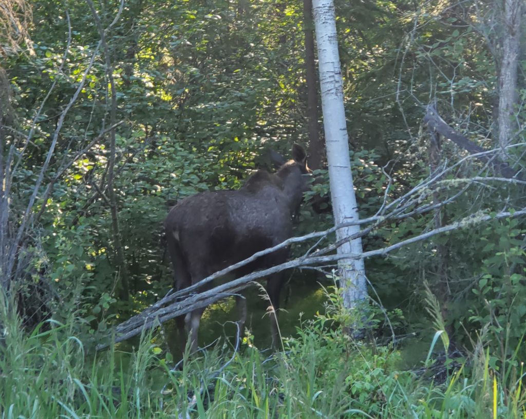 Cow moose seeking privacy, Quartz Lake, Aaska