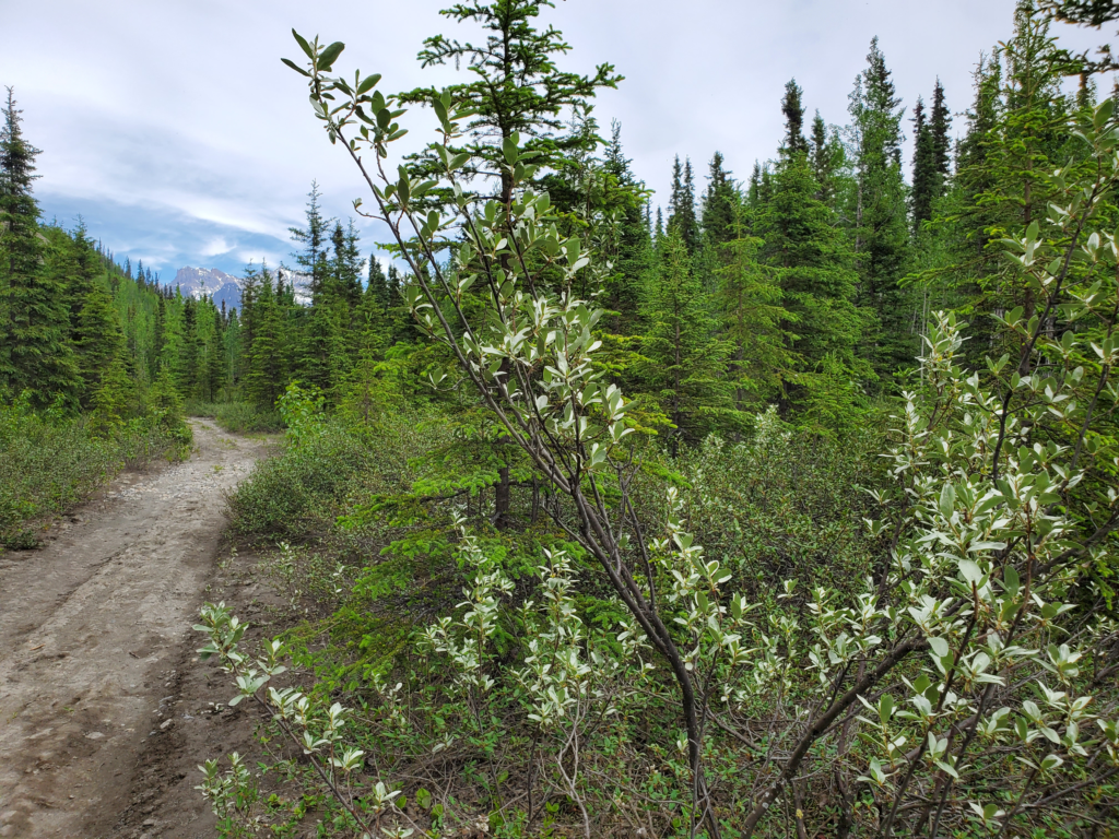 West Kennicott Glacier Trail. You could pass withn 10 feet of a bear and not realize it. The bear knows, though.