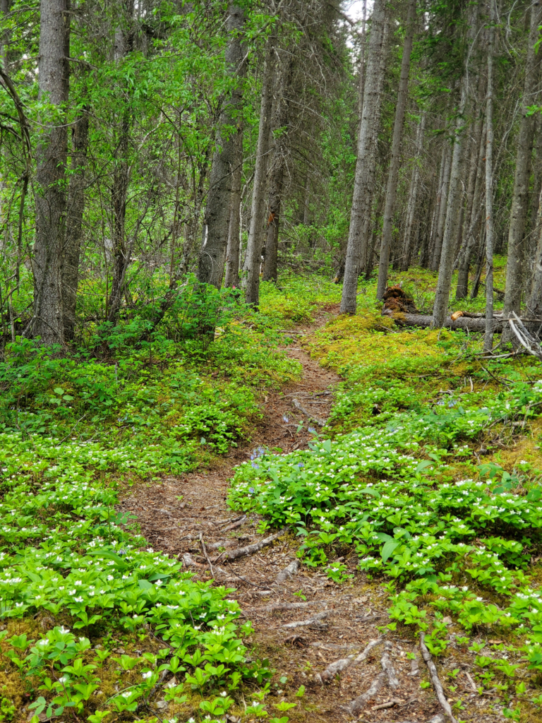 The mosquito-infested forest. "If you go into the woods today, you're in for a big surprise..."