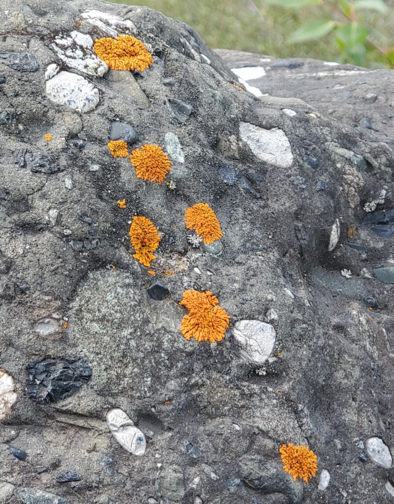 Glacial boulder. When a melting glacier exposes new roxk, lichens are always the first to the party.
