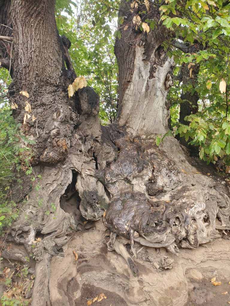 Interesting gnarled tree along the trail