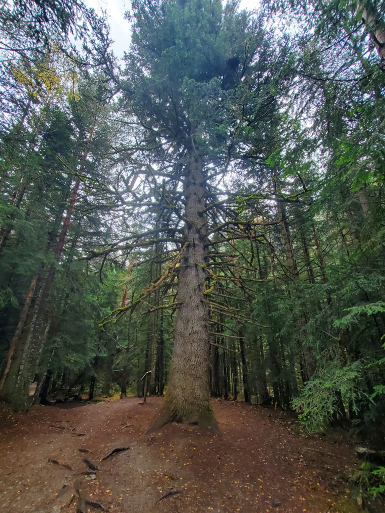 Large fir tree