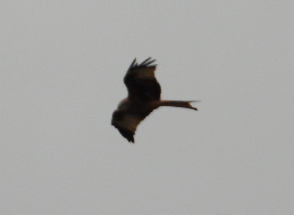 Kite on the wing