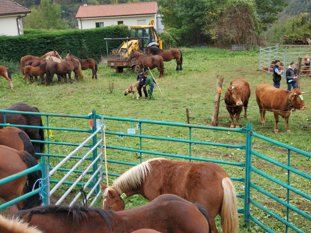 Livestock for sale at la feria