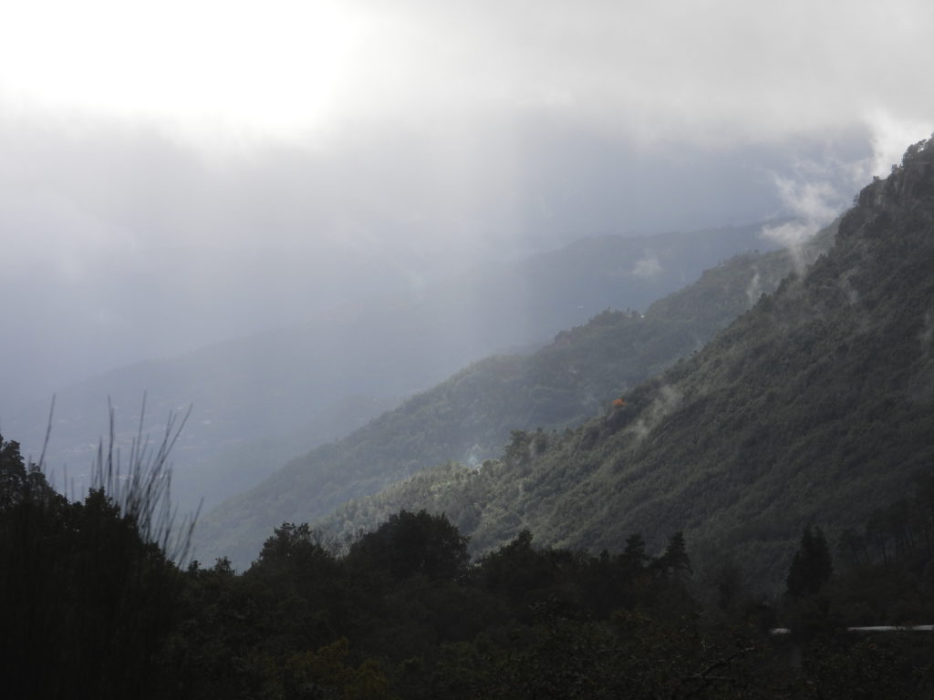 Misty, rainy view in the park.