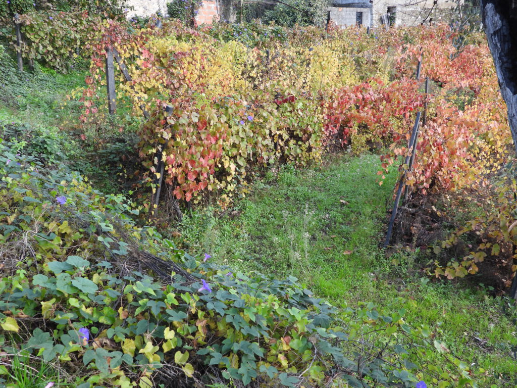 Grapes and morning glories