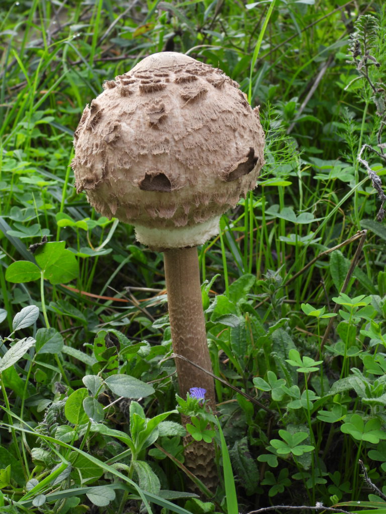 Unusual toadstool along the way