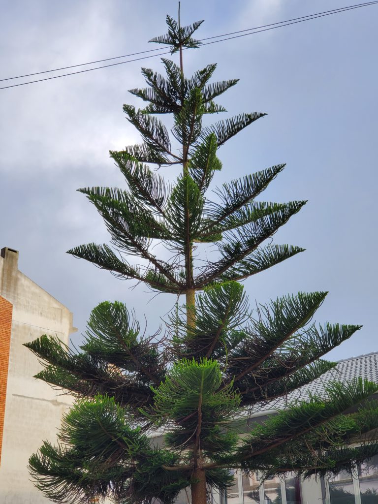 Unexpected encounter with a South American monkey puzzle tree