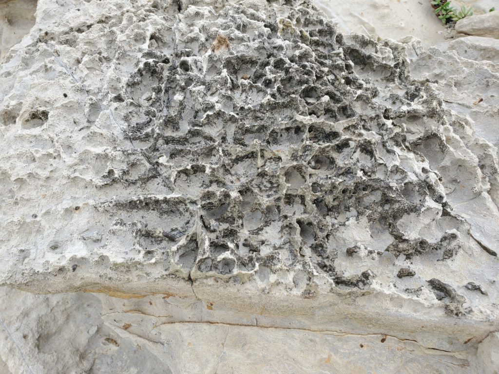 I doubt these are fossils of Jurassic coral, but they struck me that way.