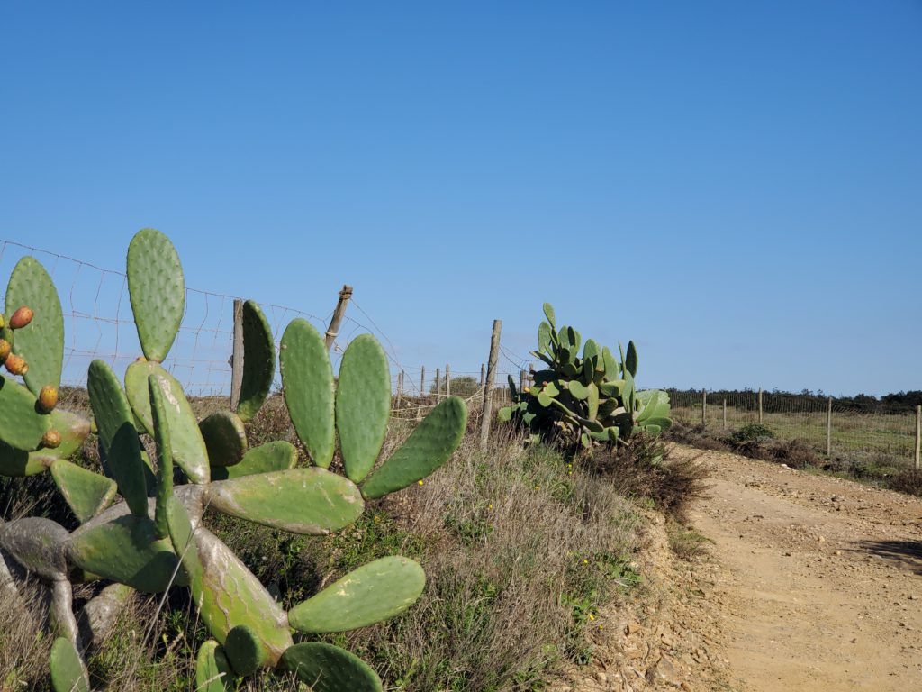 Along the Fisherman's Trail. The coastline is curiously hospitable to prickly pear cactus.