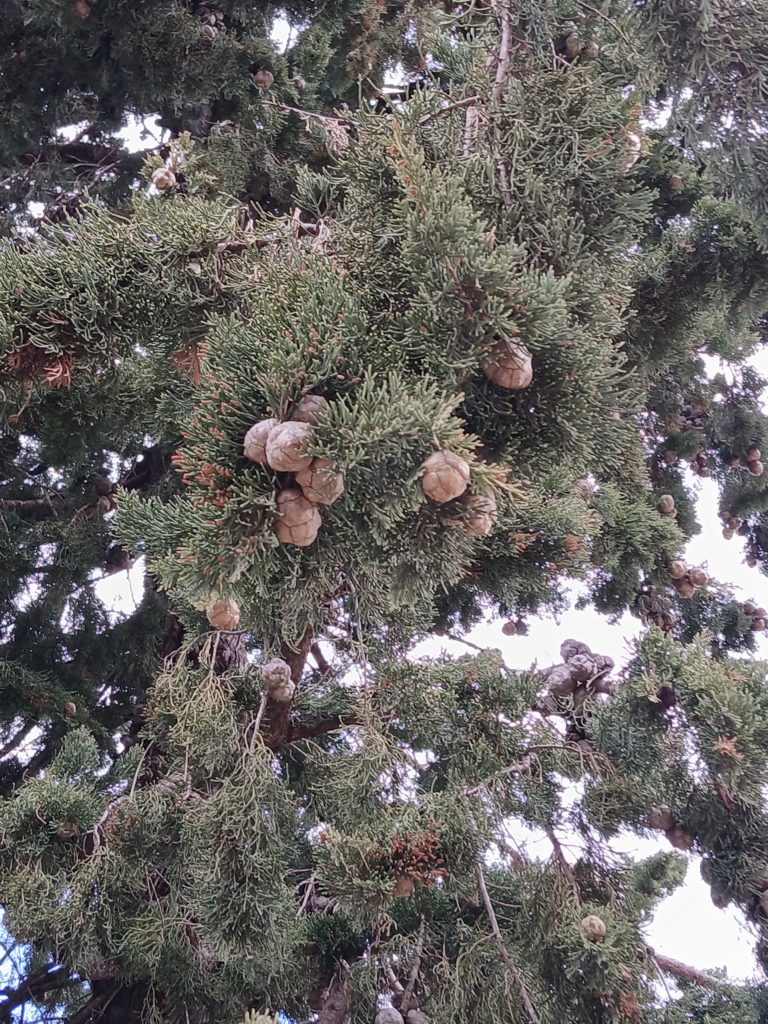 Cypress tree with fruits
