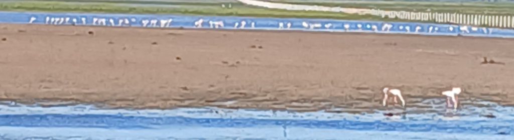 Trust me again. That's a giant flock of flamingos feeding.