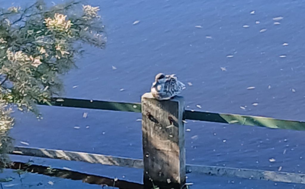 Northern pintail perched on a post