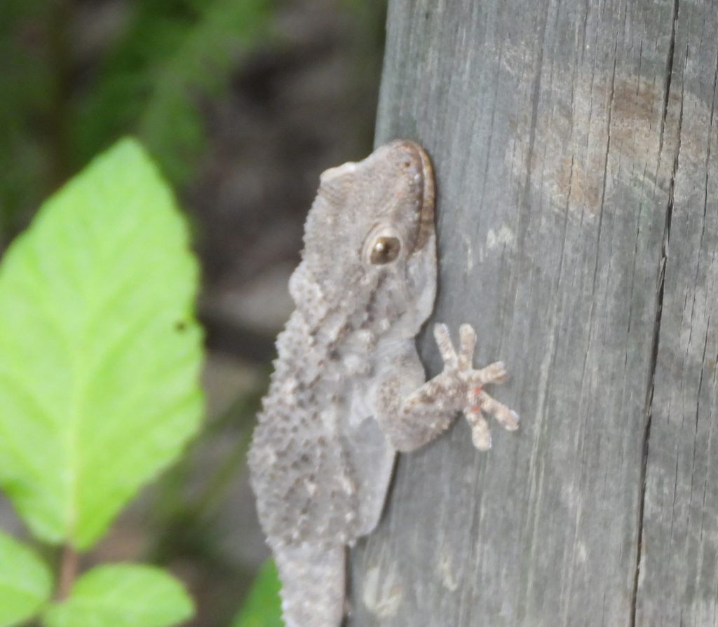 Gecko along the trail. Their skin chages color: dark when they're cold to absorb more radiation, light when they're warm.