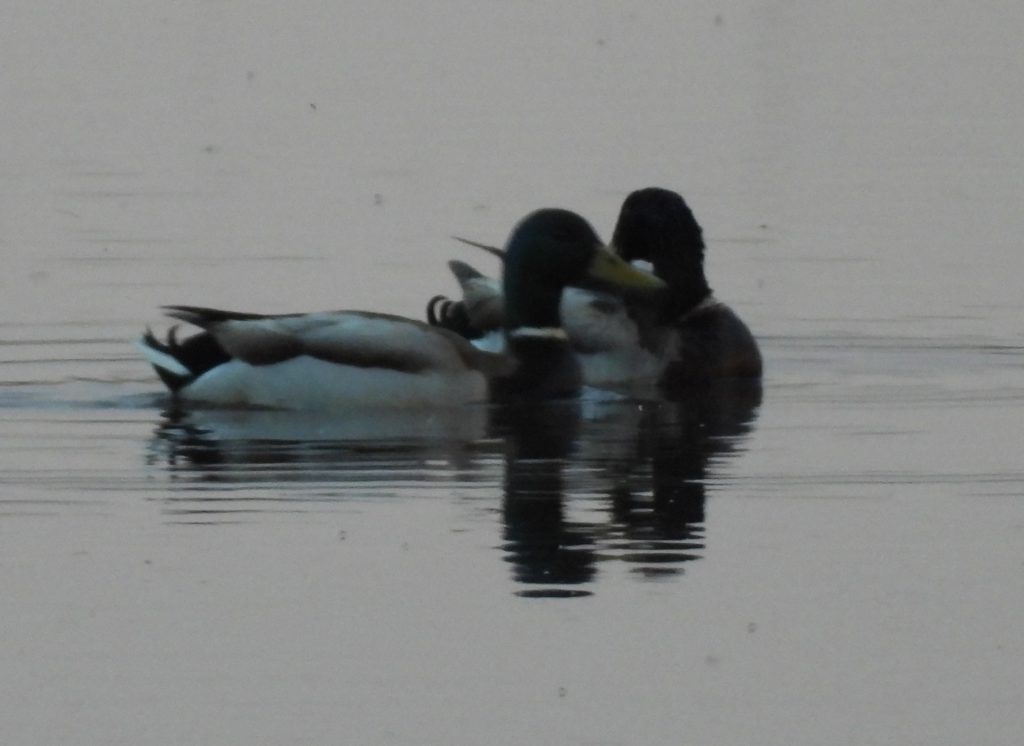 Early morning mallards