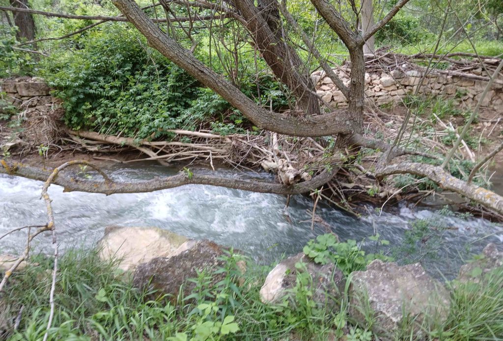 A look back at my bridge tree after the successful crossing.