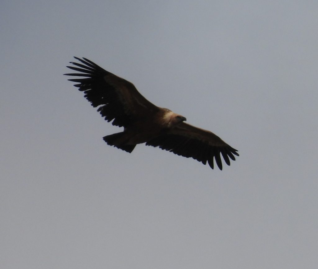A consolation vulture photo