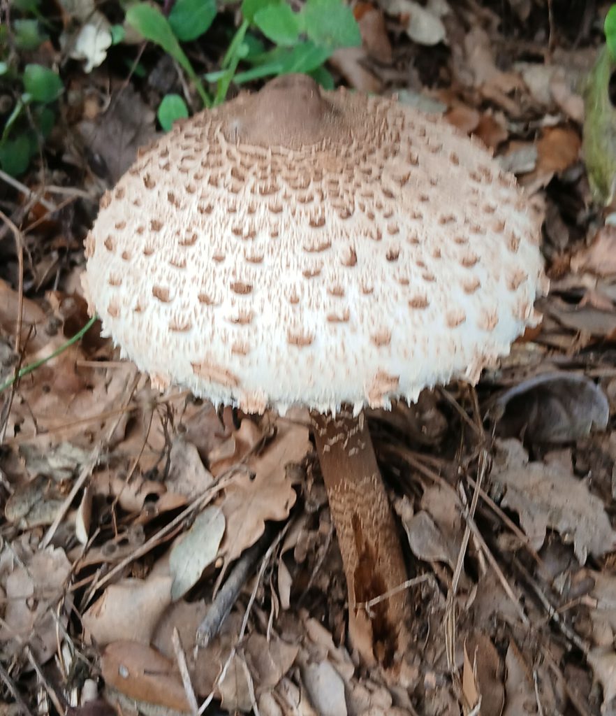 A large, parasol mushroom along the roadside. They are edible, but since Eric isn't completely sure we leave it in place rather than roll the dice.