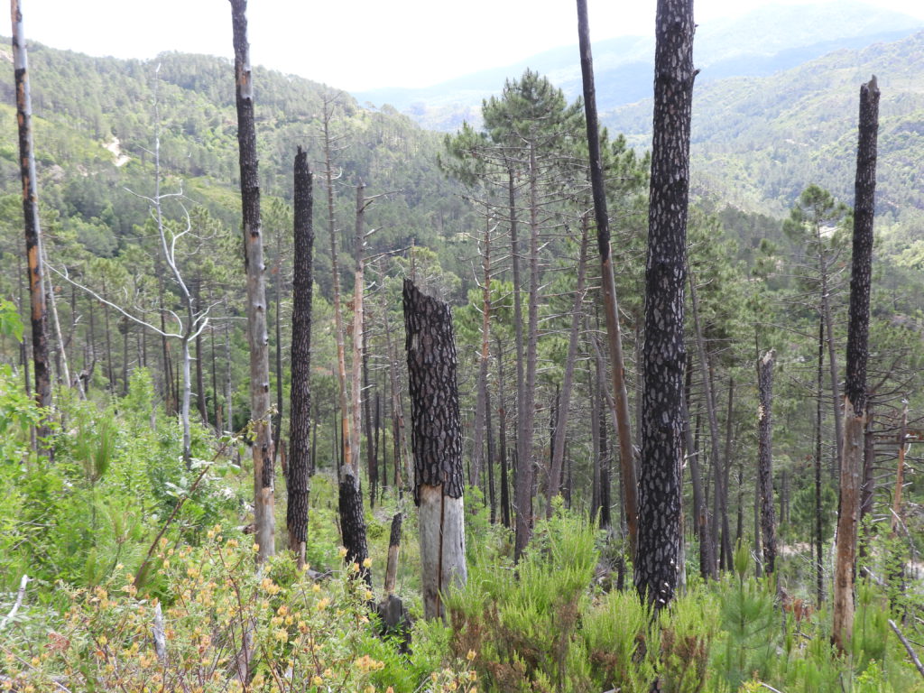 High altitude forest fire scar