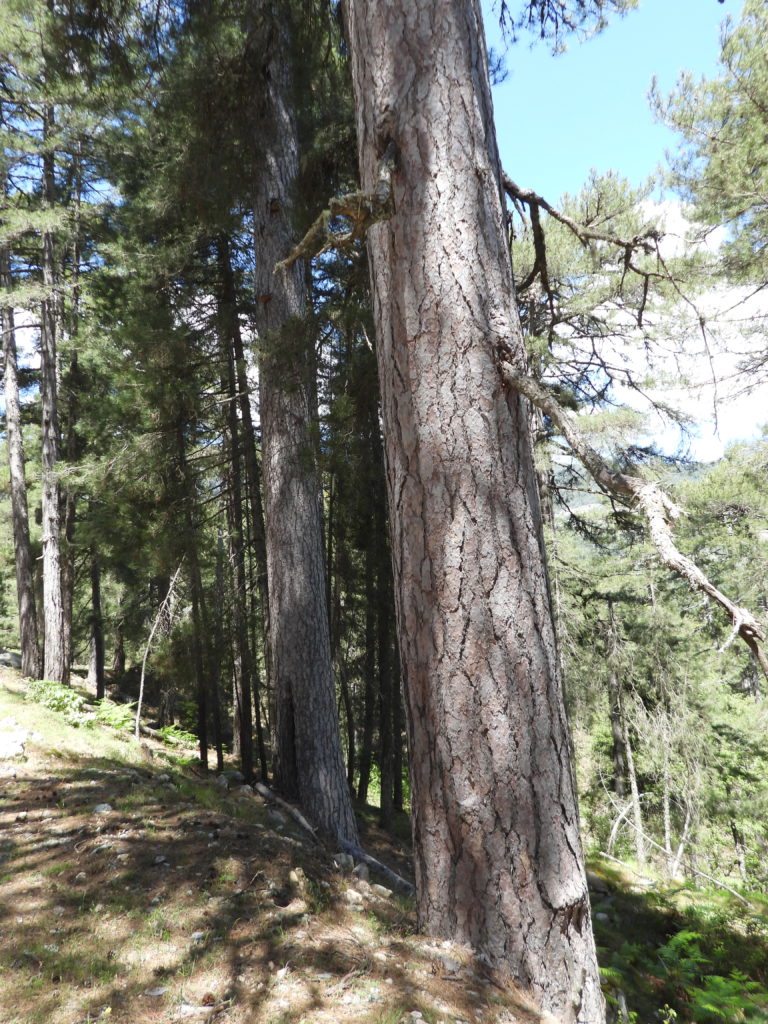 Pine forest at Vergio Pass