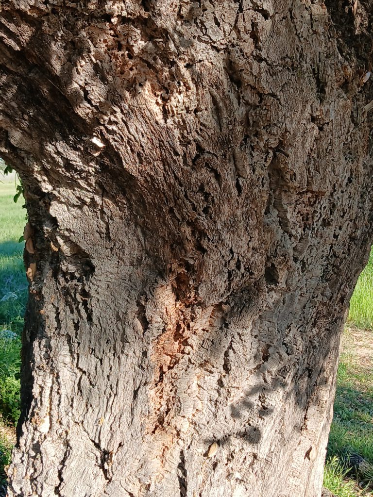 Cork oak