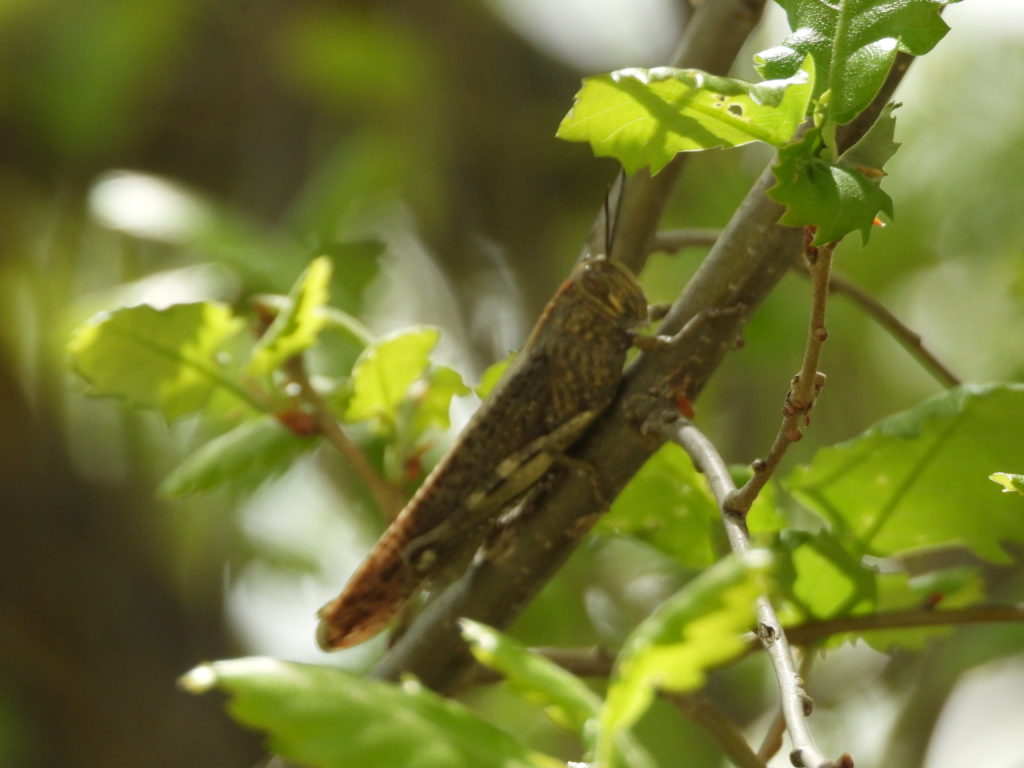Grasshopper along the trail. They used to be everywhere in Catskill fields and lawns, but now we rarely see them.