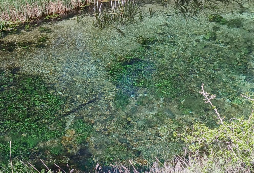 Some of the clearest stream water I've ever seen