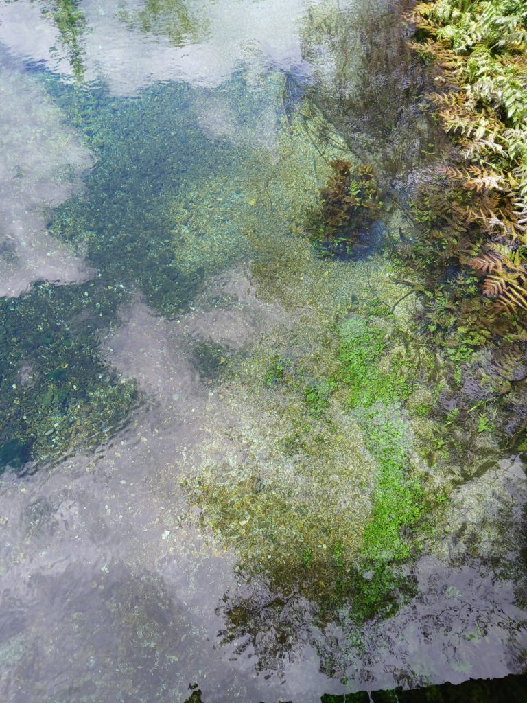 Petals and seeds floating on the clear water