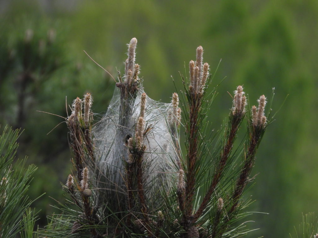 A caterpillar infestation in a pine tree. Not quite the same, I think, as our gypsy moths.
