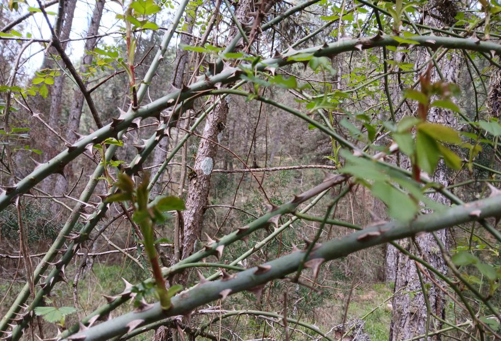 ...but then a short passage through a very nasty rose bush.