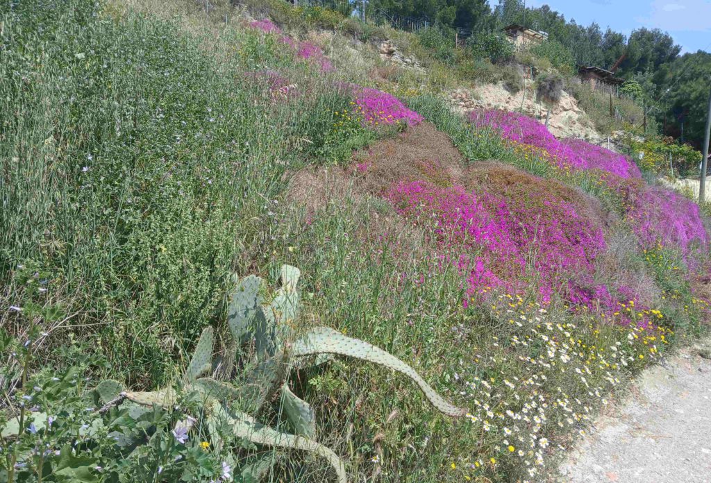 More flowers, but cactus also thrive.