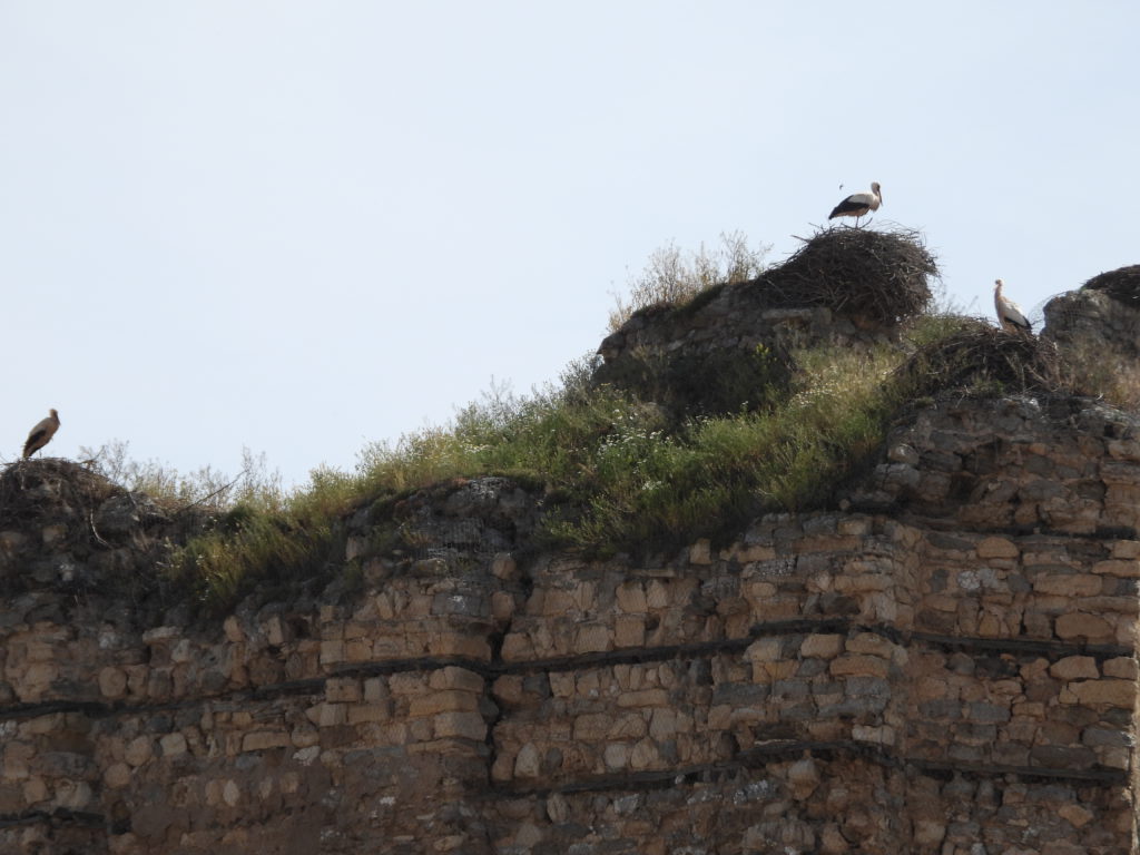 In Europe, storks nest on every high point: spires, chimneys, power poles, etc
