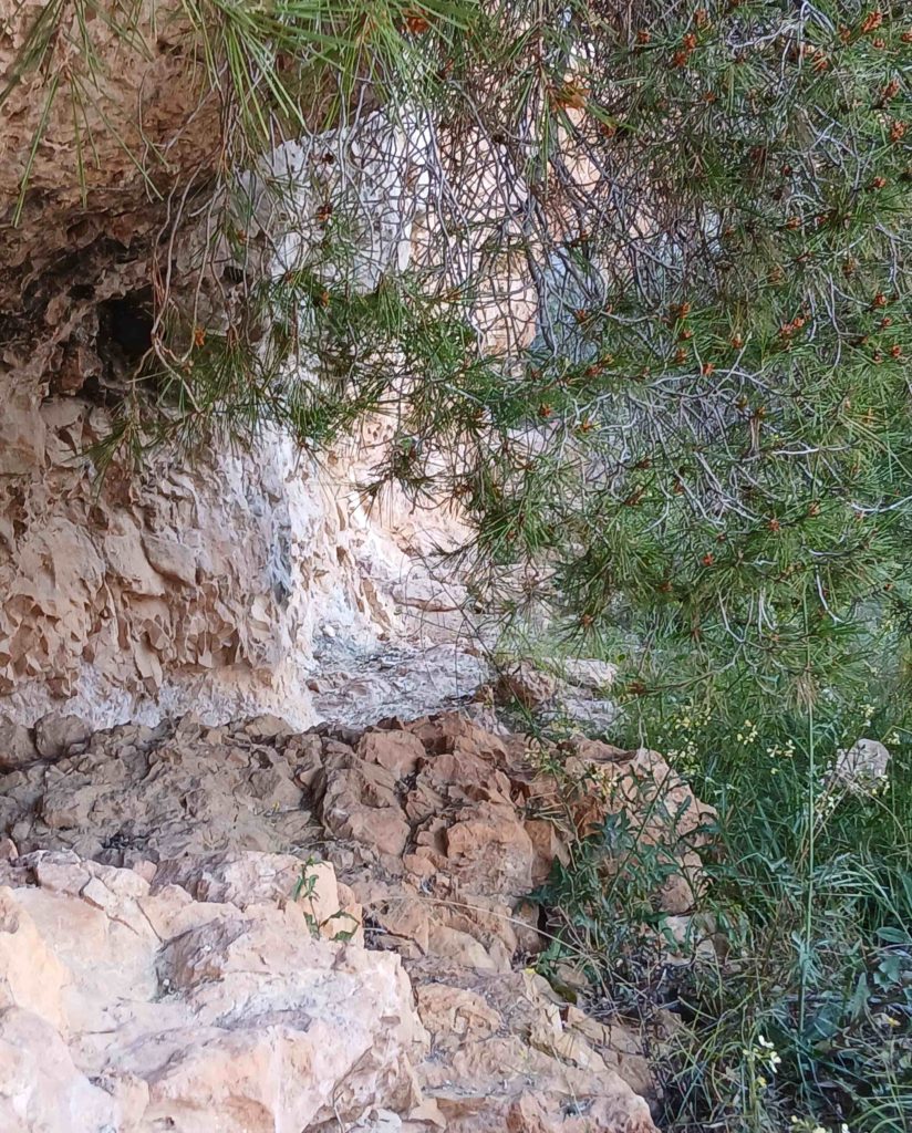 This is my "trail", through the center of the photo. Definitely rough going.