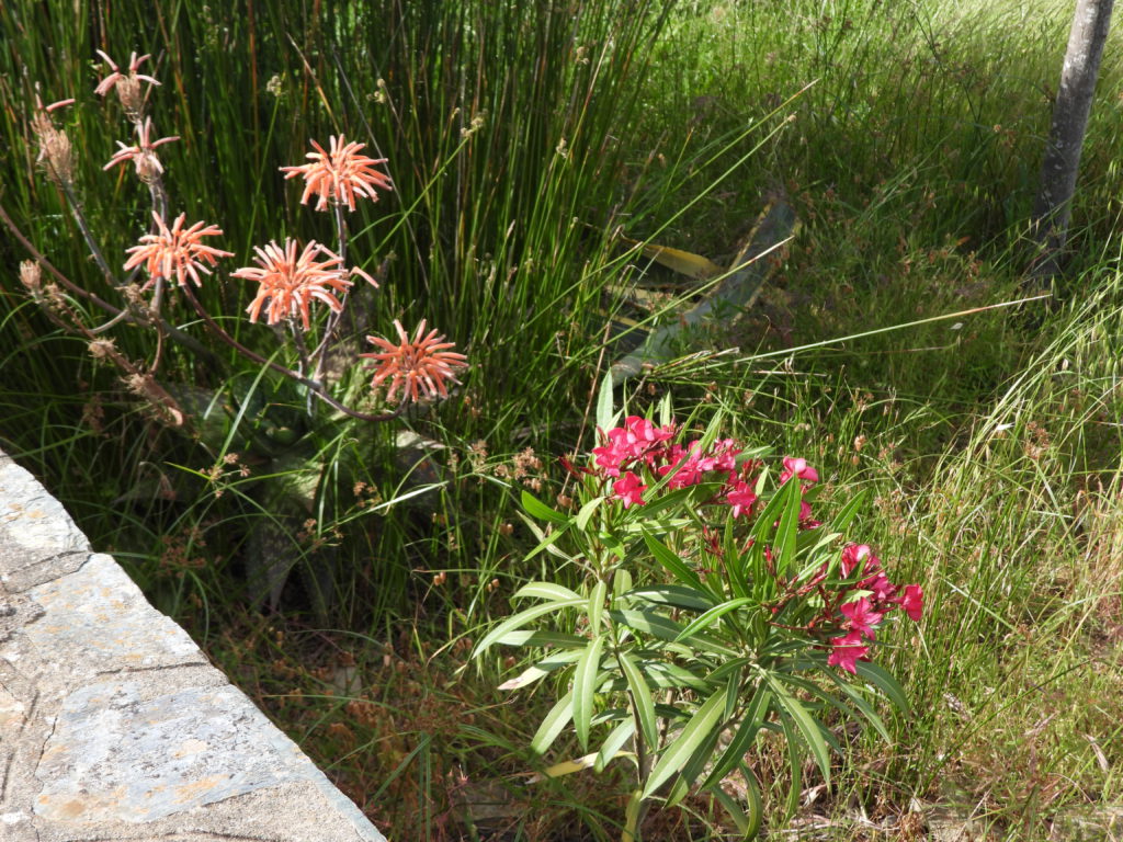Spring blooms in Barcaggio
