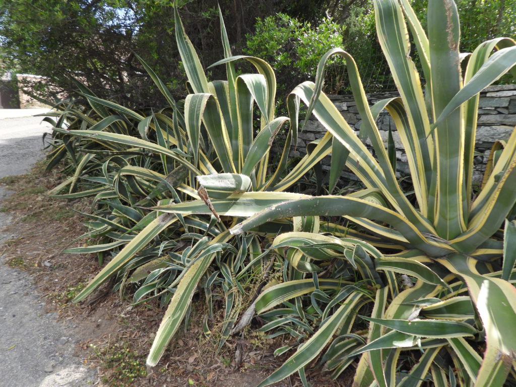 The climate here accommodates desert succulents along with more temperate plants.
