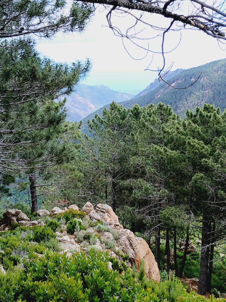 Views from my walk. This one is looking back down the valley to the Mediterranean.