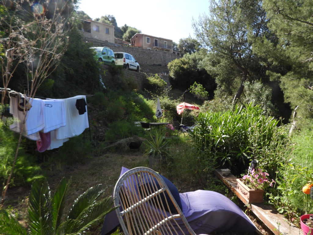 The garden